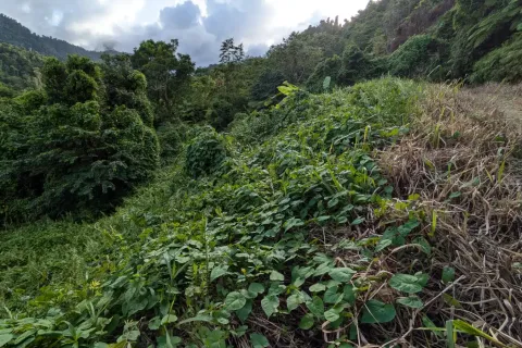 8094m² Land à La Plaine, Dominica No. 66235 20