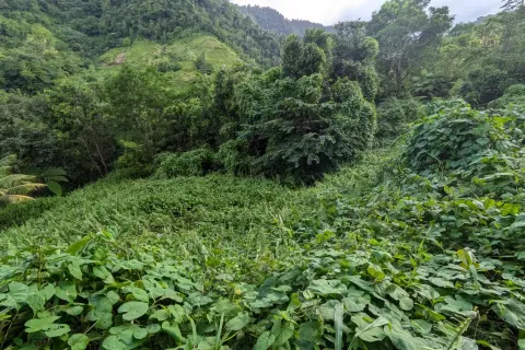 8094m² Land in La Plaine, Dominica No. 66235 11