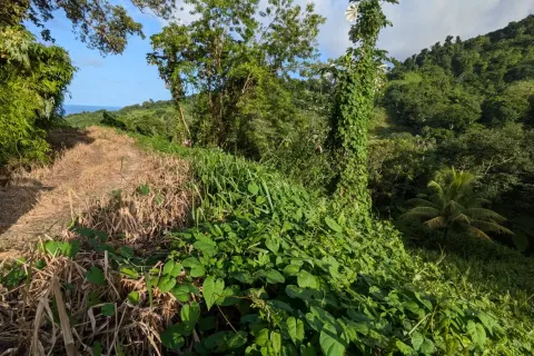 8094m² Land in La Plaine, Dominica No. 66235 16