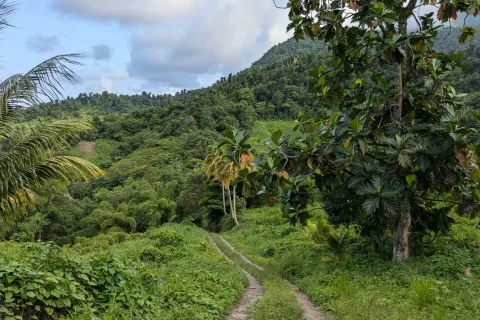 8094m² Land à La Plaine, Dominica No. 66235 26