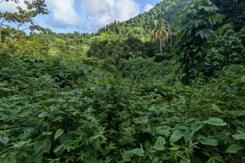 8094m² Land en La Plaine, Dominica No. 66235 8