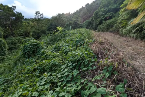 8094m² Land in La Plaine, Dominica No. 66235 12