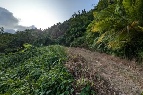 8094m² Land en La Plaine, Dominica No. 66235 19