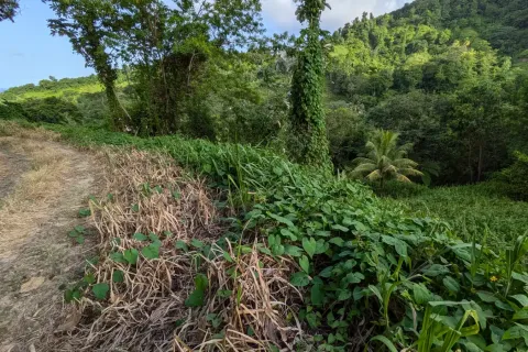 8094m² Land en La Plaine, Dominica No. 66235 22