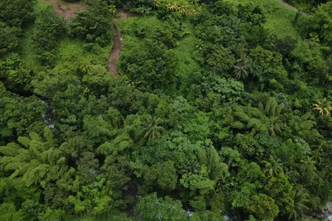 8094m² Land in La Plaine, Dominica No. 66235 7