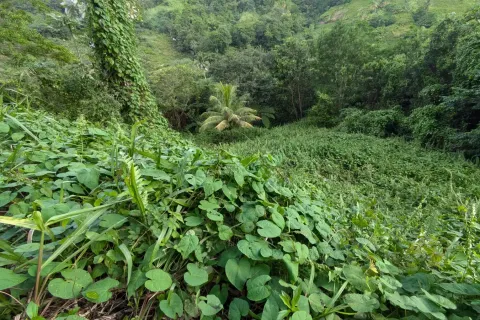 8094m² Land à La Plaine, Dominica No. 66235 9