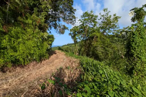 8094m² Land in La Plaine, Dominica No. 66235 2