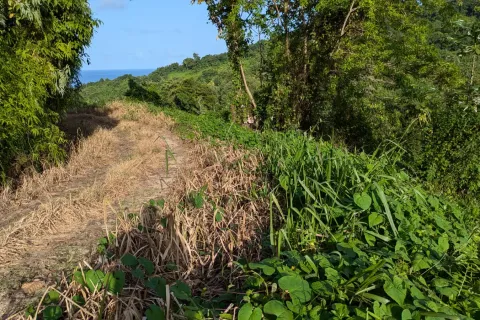 8094m² Land à La Plaine, Dominica No. 66235 17