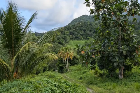 8094m² Land à La Plaine, Dominica No. 66235 27