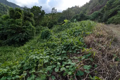 8094m² Land à La Plaine, Dominica No. 66235 18