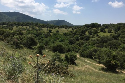 12100m² Land en Chortiatis, Greece No. 58013 4