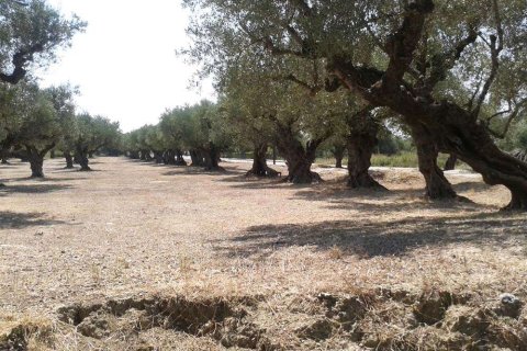 Land à Zakynthos, Greece No. 24702 3