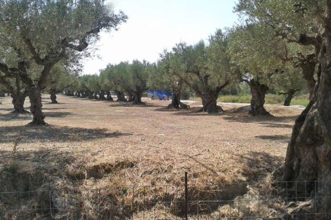 Land in Zakynthos, Greece No. 24702 2