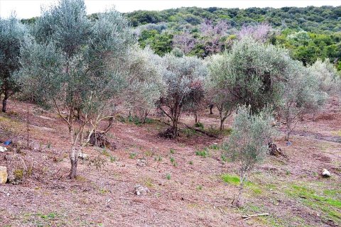 21000m² Land en Corfu, Greece No. 57594 15