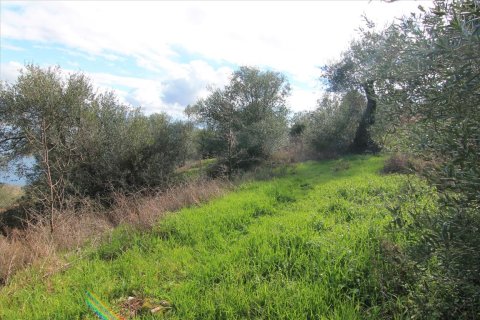 5000m² Land in Corfu, Greece No. 57596 4