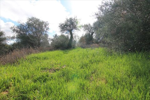 5000m² Land in Corfu, Greece No. 57596 3