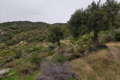 12500m² Land à Chalkidiki, Greece No. 57597 2