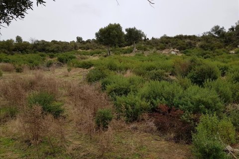 12500m² Land en Chalkidiki, Greece No. 57597 9