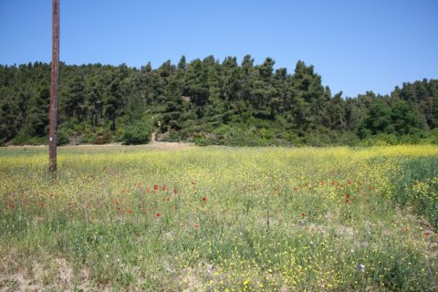 18000m² Land en Chalkidiki, Greece No. 58793 1