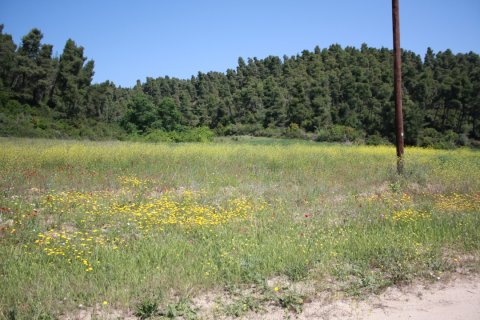 18000m² Land in Chalkidiki, Greece No. 58793 2