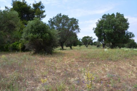 11500m² Land in Chalkidiki, Greece No. 59694 6