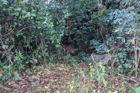 Land in Warner, Dominica No. 66258 8