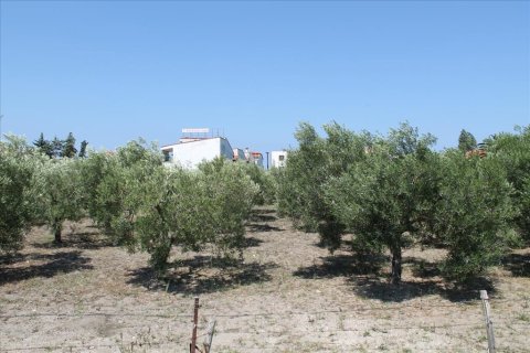 1000m² Land en Chalkidiki, Greece No. 56173 1