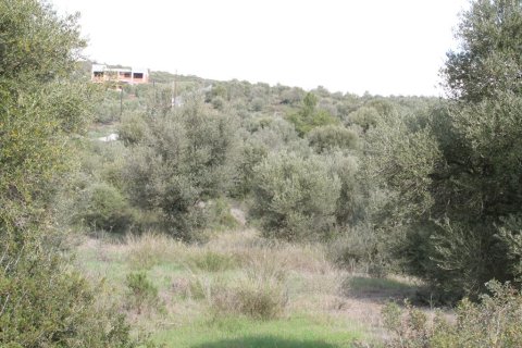 13244m² Land in Polygyros, Greece No. 57631 7