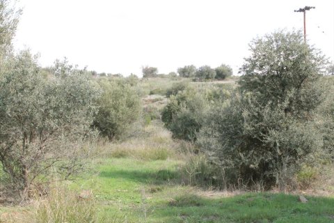 13244m² Land in Polygyros, Greece No. 57631 10