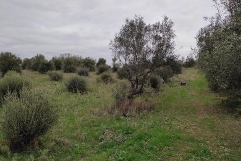 1625m² Land à Chalkidiki, Greece No. 56159 6