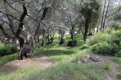 4200m² Land en Corfu, Greece No. 58729 1