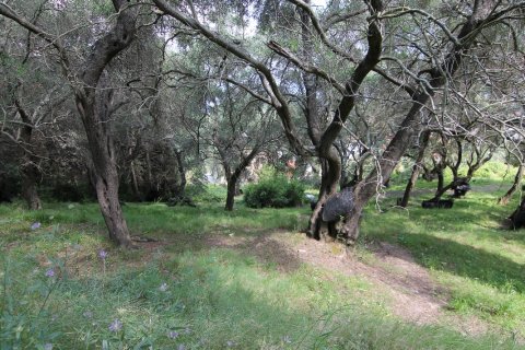 4200m² Land à Corfu, Greece No. 58729 4