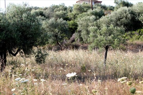 4000m² Land in Chalkidiki, Greece No. 60468 5