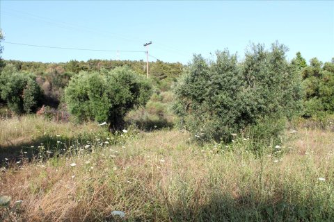 4000m² Land in Chalkidiki, Greece No. 60468 1