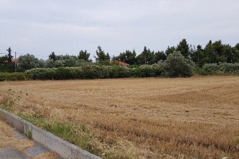 4800m² Land à Chalkidiki, Greece No. 58049 3