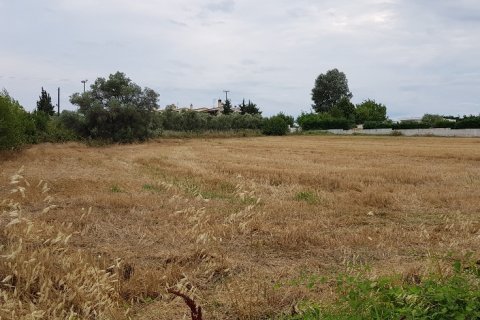 4800m² Land à Chalkidiki, Greece No. 58049 1