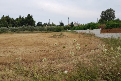 4800m² Land à Chalkidiki, Greece No. 58049 5