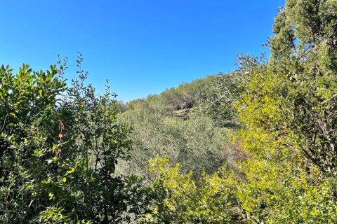 35000m² Land en Corfu, Greece No. 57487 4