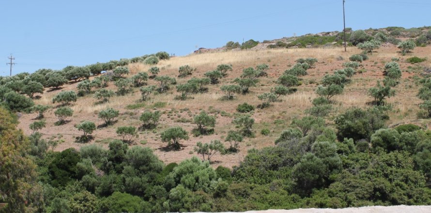 10447m² Land in Lasithi, Greece No. 57260