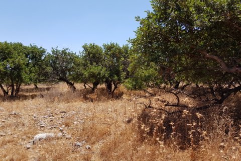 8000m² Land in Agios Nikolaos, Greece No. 57261 5