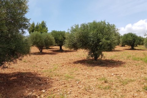 5078m² Land in Chalkidiki, Greece No. 57131 3