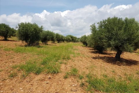 5078m² Land in Chalkidiki, Greece No. 57131 1