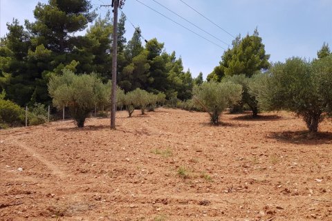 5078m² Land à Chalkidiki, Greece No. 57131 4