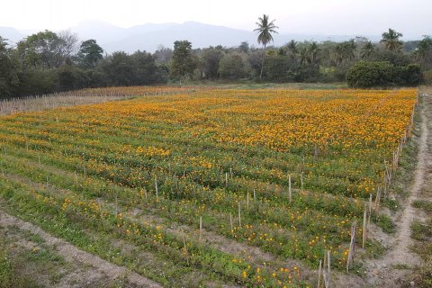 20 dormitorios Land en Chiang Mai, Thailand No. 1394 8