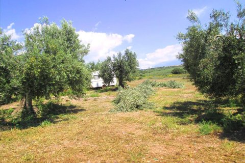 4578m² Land in Polygyros, Greece No. 59725 6