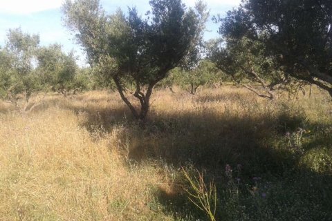 Land à Zakynthos, Greece No. 24654 4