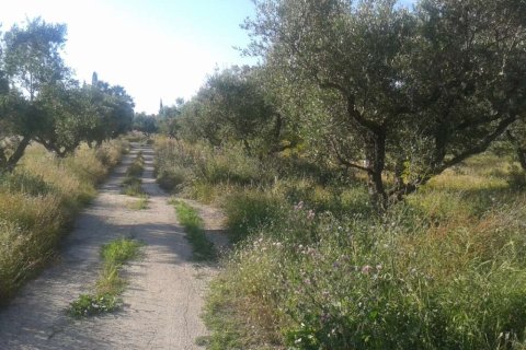 Land à Zakynthos, Greece No. 24654 11