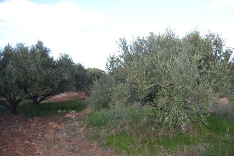 25000m² Land in Hersonissos, Greece No. 58459 7