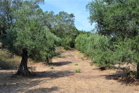 30000m² Land in Corfu, Greece No. 56992 10