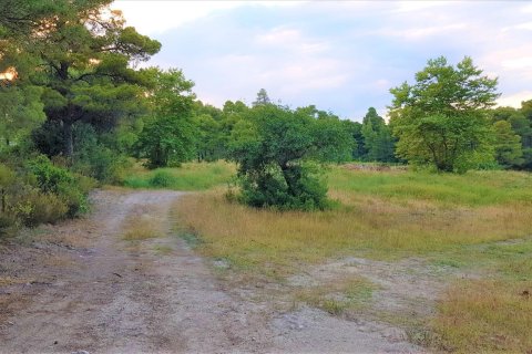 19895m² Land en Chalkidiki, Greece No. 57882 2